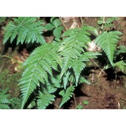 dryopteris remota (a. braun ex döll) druce