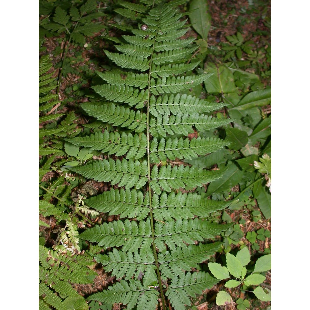 dryopteris remota (a. braun ex döll) druce