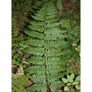 dryopteris remota (a. braun ex döll) druce