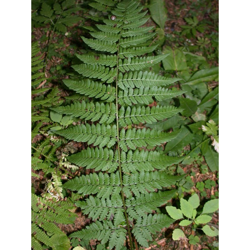 dryopteris remota (a. braun ex döll) druce