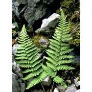 dryopteris submontana (fraser-jenk. et jermy) fraser-jenk.