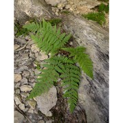 dryopteris submontana (fraser-jenk. et jermy) fraser-jenk.