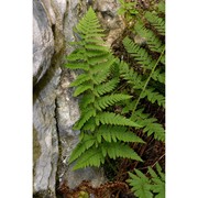 dryopteris submontana (fraser-jenk. et jermy) fraser-jenk.