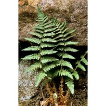 dryopteris tyrrhena fraser-jenk. et reichst.