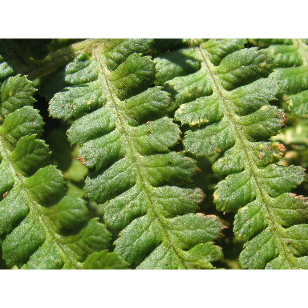 dryopteris tyrrhena fraser-jenk. et reichst.