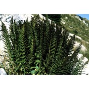 dryopteris villarii (bellardi) woyn. ex schinz et thell. subsp. villarii