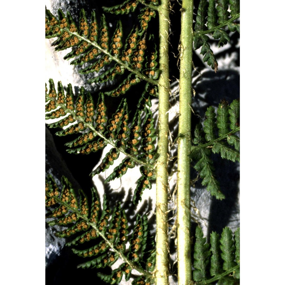 dryopteris villarii (bellardi) woyn. ex schinz et thell. subsp. villarii