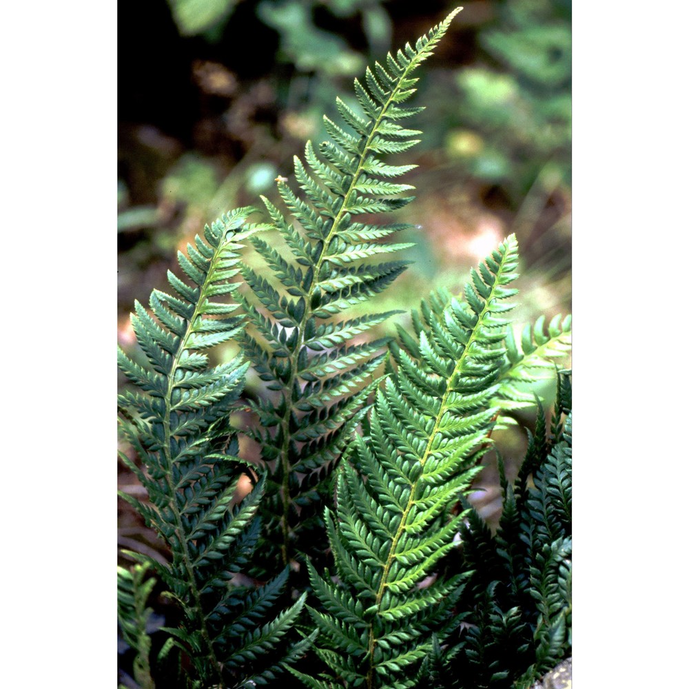 polystichum aculeatum (l.) roth