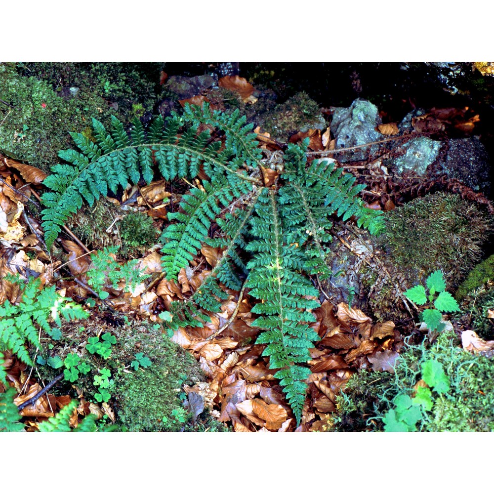 polystichum braunii (spenn.) fée