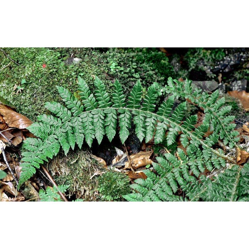 polystichum braunii (spenn.) fée