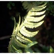 polystichum lonchitis (l.) roth