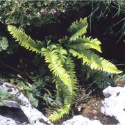 polystichum lonchitis (l.) roth