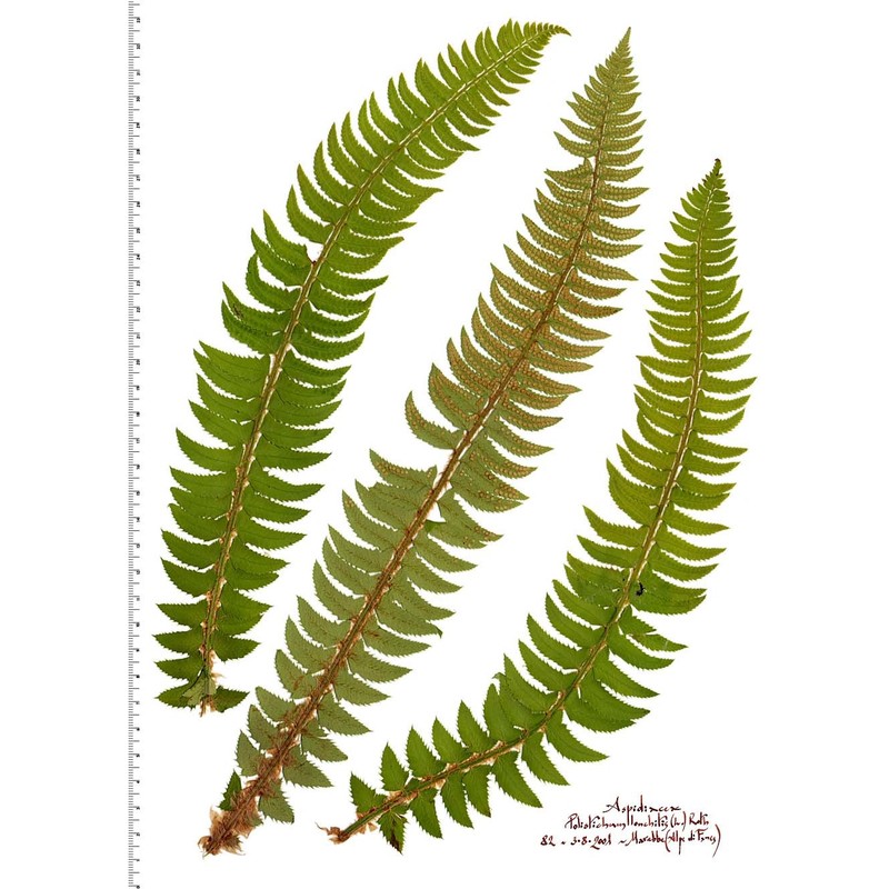 polystichum lonchitis (l.) roth