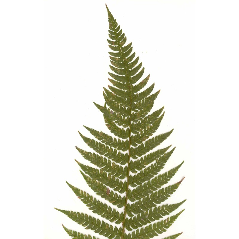 polystichum setiferum (forssk.) moore ex woyn.