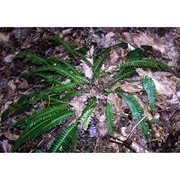 blechnum spicant (l.) roth