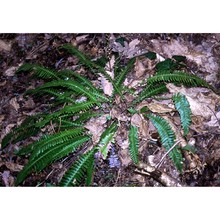 blechnum spicant (l.) roth