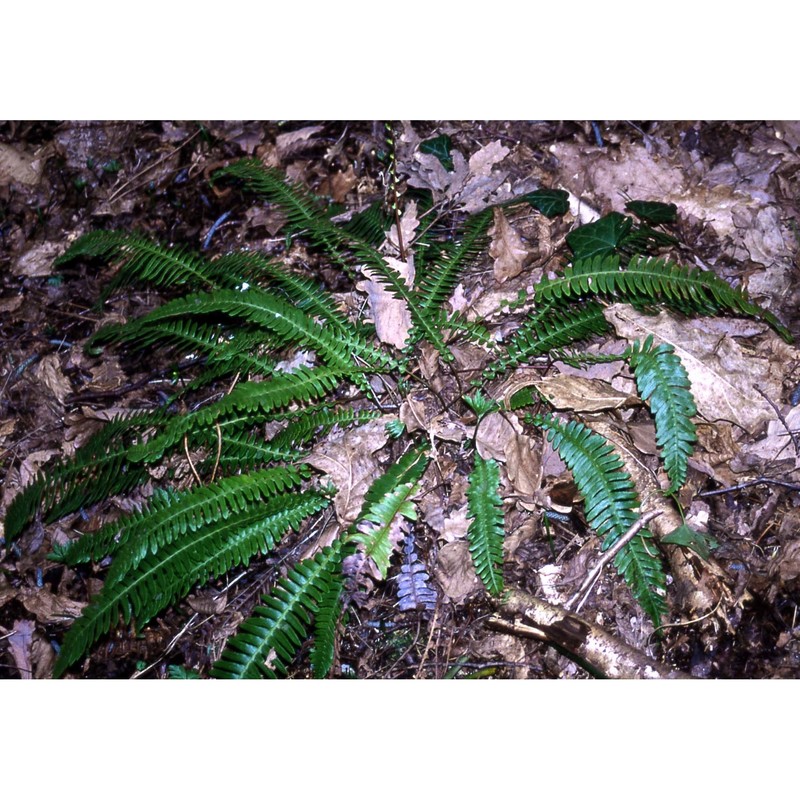 blechnum spicant (l.) roth