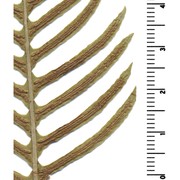 blechnum spicant (l.) roth