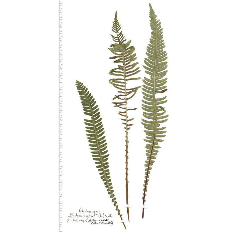 blechnum spicant (l.) roth