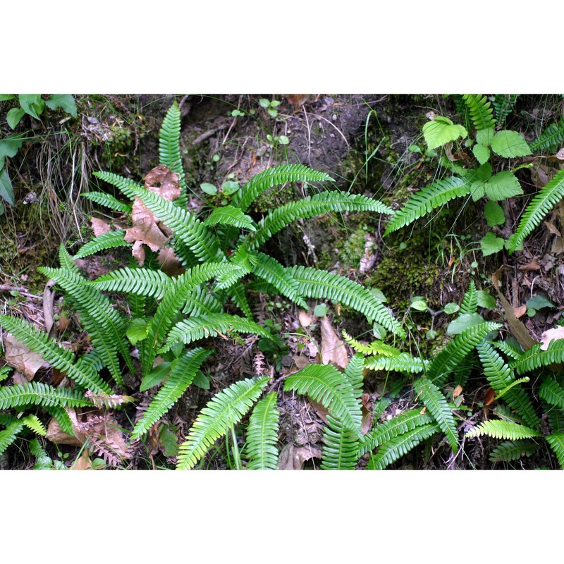 blechnum spicant (l.) roth