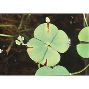 marsilea quadrifolia l.