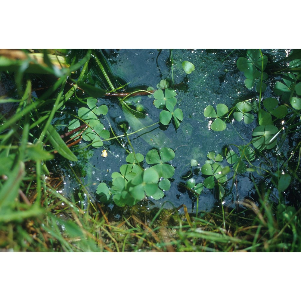 marsilea quadrifolia l.