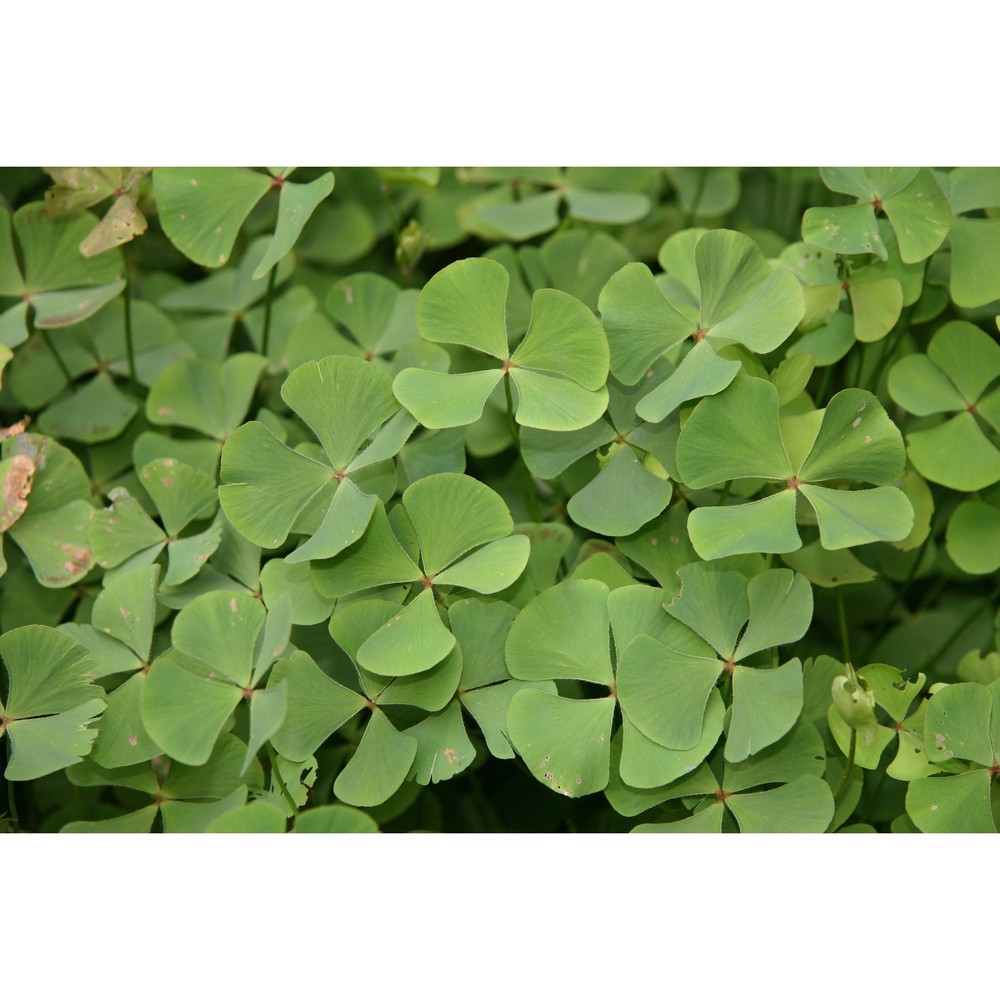 marsilea quadrifolia l.