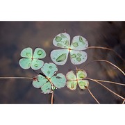 marsilea strigosa willd.