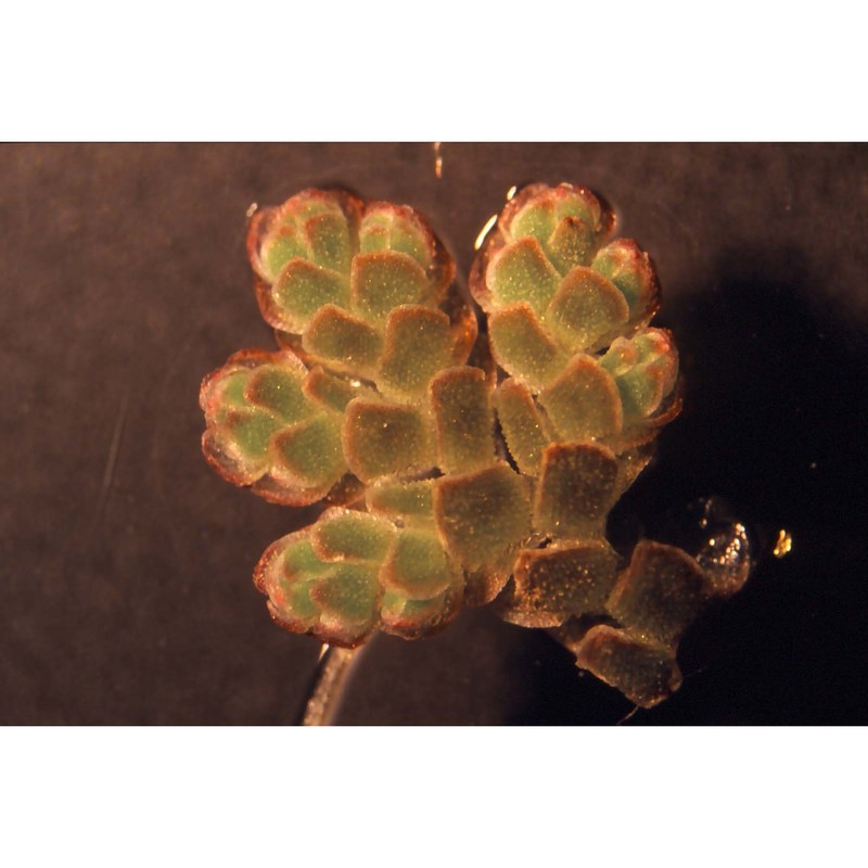 azolla filiculoides lam.