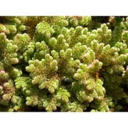 azolla filiculoides lam.