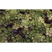 salvinia natans (l.) all.