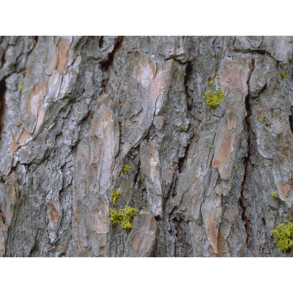 larix decidua mill.