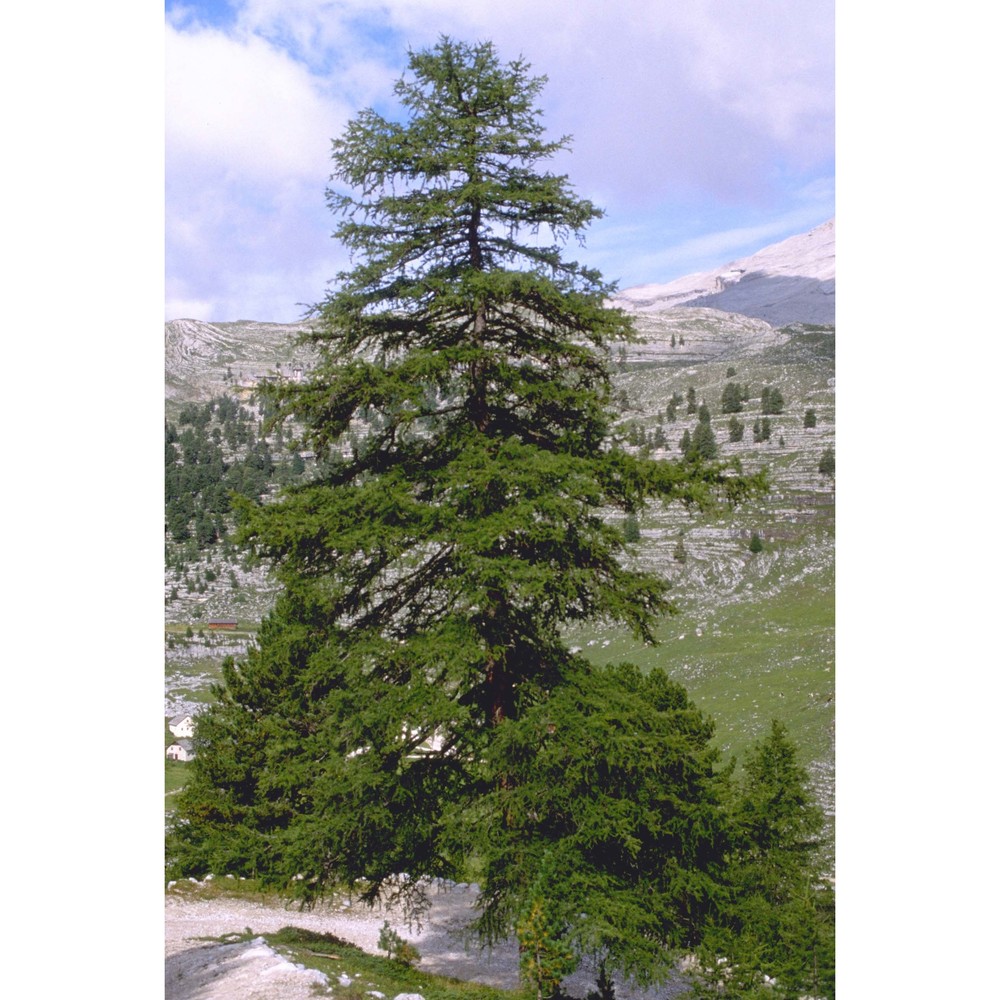 larix decidua mill.