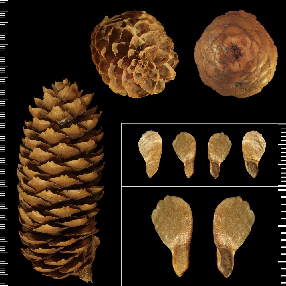 picea abies (l.) h. karst.