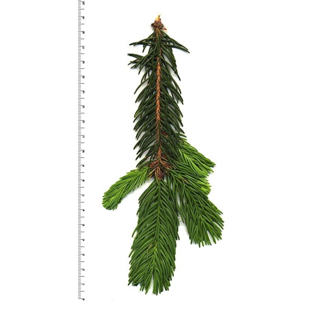 picea abies (l.) h. karst.