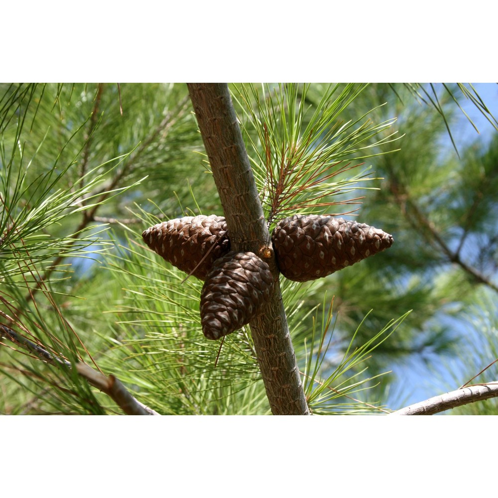 pinus brutia ten.