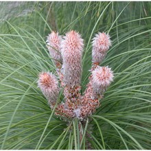 pinus canariensis sweet