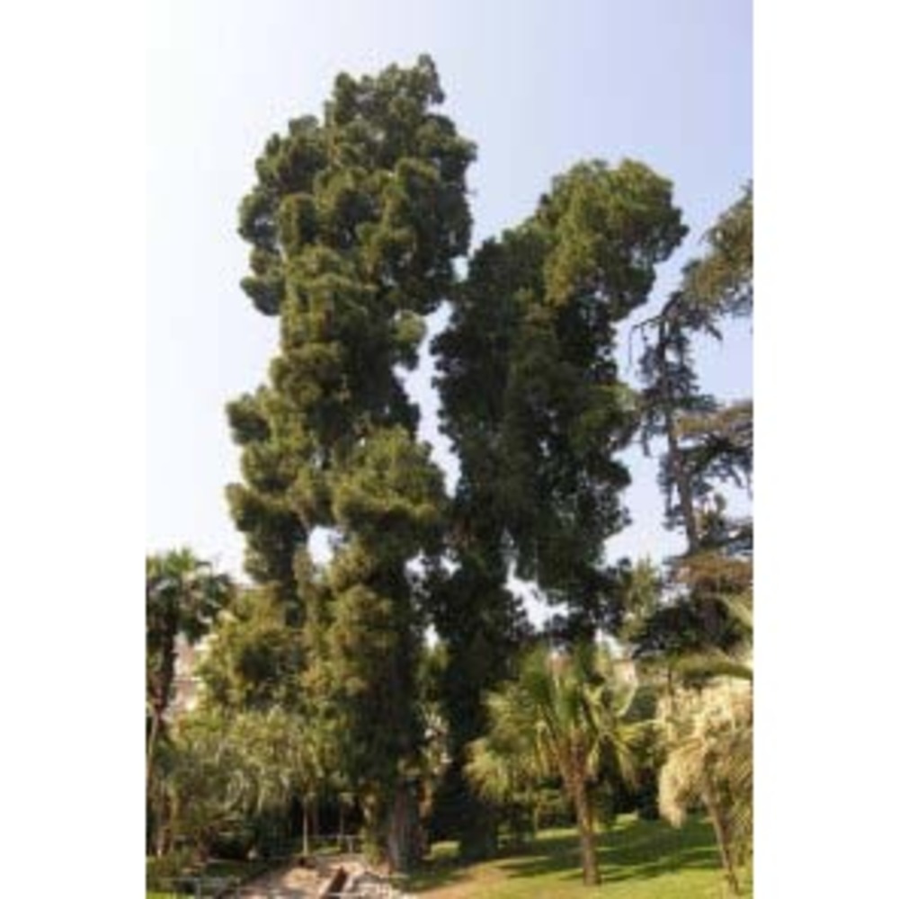 pinus canariensis sweet