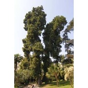 pinus canariensis sweet