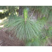 pinus canariensis sweet