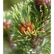 pinus mugo turra