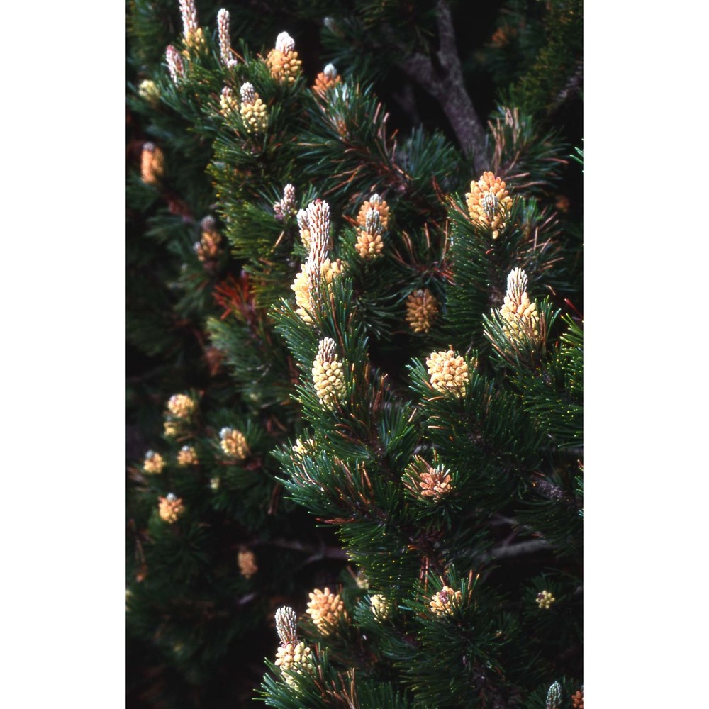 pinus mugo turra