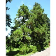 pinus radiata d. don