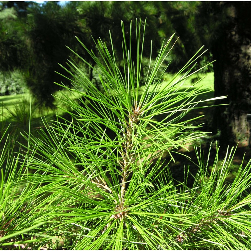 pinus radiata d. don