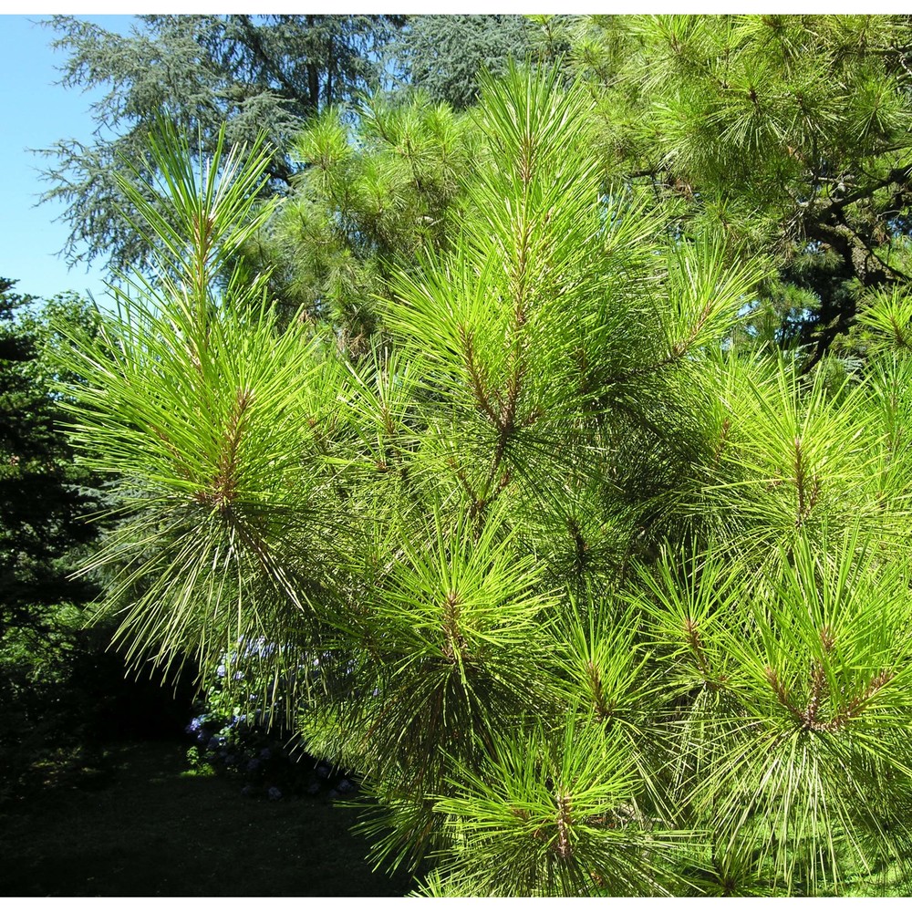 pinus radiata d. don