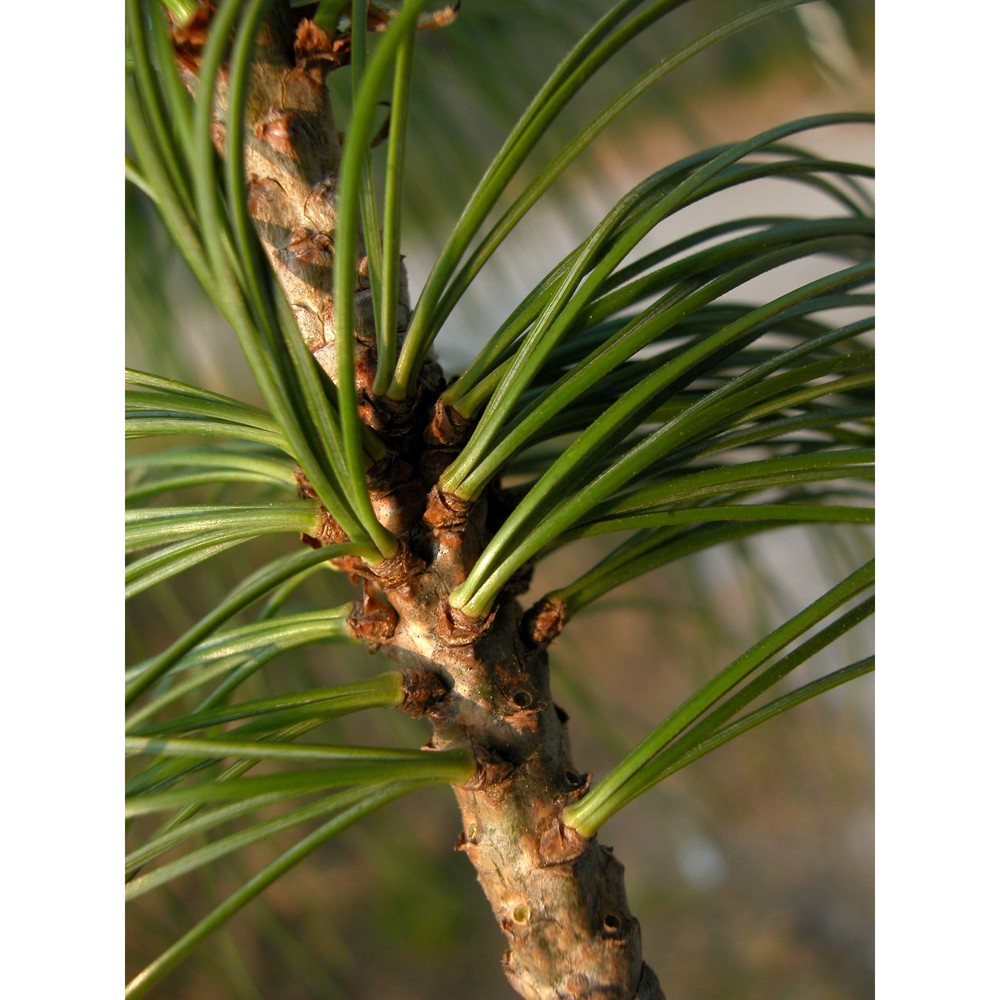 pinus strobus l.