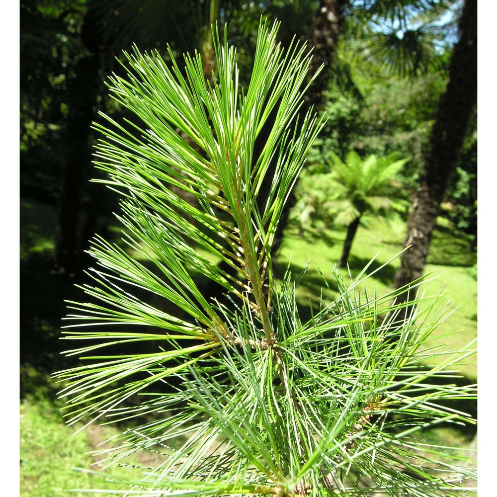 pinus strobus l.