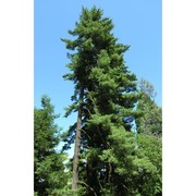 pinus strobus l.