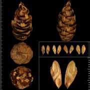 pseudotsuga menziesii (mirb.) franco