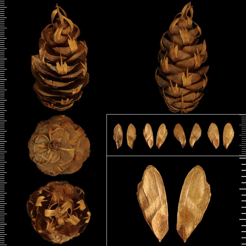 pseudotsuga menziesii (mirb.) franco